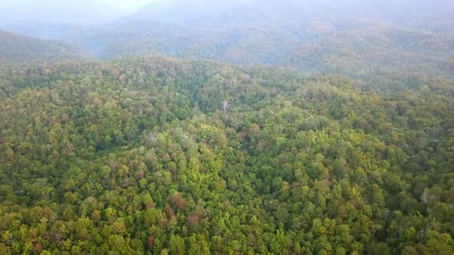4K-Luftaufnahmen von einer Drohne über einem tropischen Regenwald