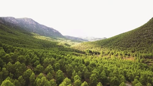 Lush Green Forest And Mountain Landscape On A Sunny Day - aerial shot
