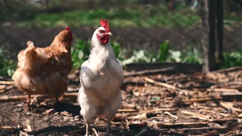 Footage of chicken in farm outdoor during sunny day.