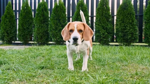 Happy Beagle Sniffs Around on Green Grass