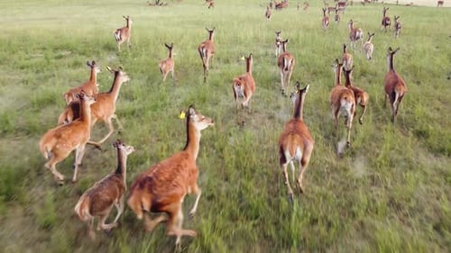 Large Herd of Deer Running Across Green Field