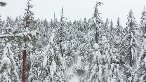 Schnee, fallende Tannen, Zweige, bewölkter, kalter Wintertag