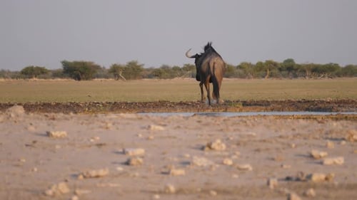 Wildebeest running away