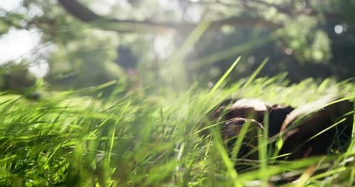 Flakonadler hebt vom grünen Gras ab