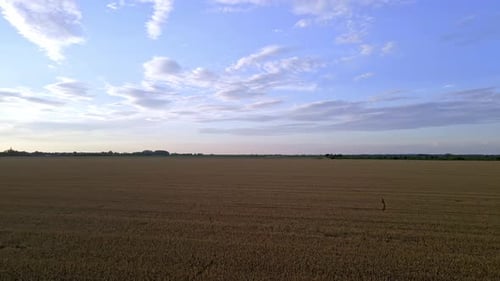Aerial View Of Wheat Field