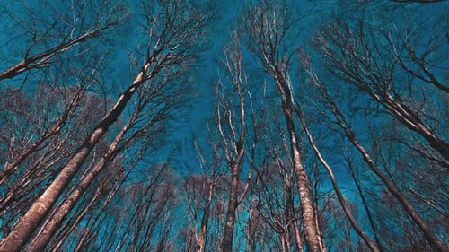 Looking Up Through Bare Trees in Blue Sky