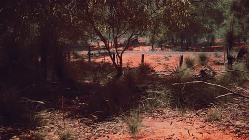 Slow Motion Australian Bushland with Red Soil and Native Flora