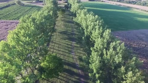 Tree Lined Path Through Agricultural Countryside