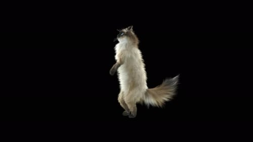 Katze Walking 4K