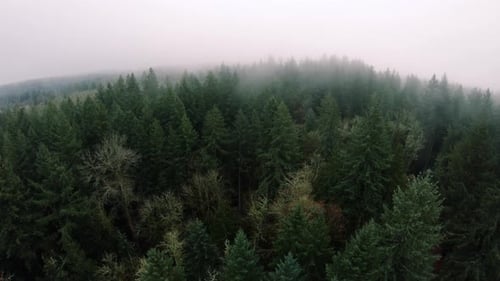 Foggy Sky Aerial Lowering To Dense Forest Trees