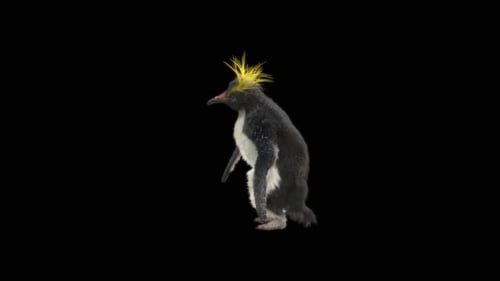 73 Pinguin tanzend HD