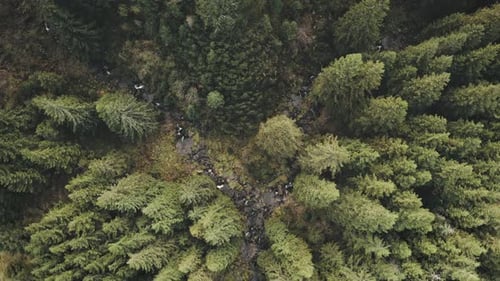 Top Down Aerial of Stone Way at Pine Forest on Mountain Hill