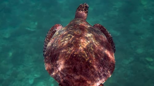 Hawksbill Sea Turtle at the Thailand Seen While Diving and Snorkeling Underwater