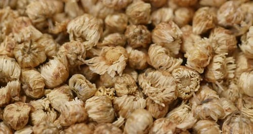Close Up of Dried Chrysanthemum Flowers Panning Shot