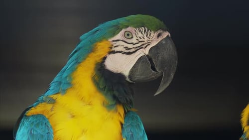 Nahaufnahme Porträt des blau-gelben Aras, Ara Ararauna, auch bekannt als der blau-goldene Ara