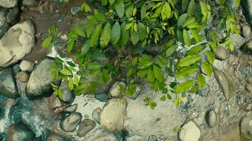 Turning around a background of green leaves above a small creek