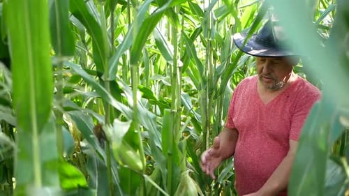 Farmer inspecting corn cob at his field