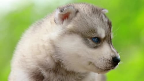 Close Up Portrait Fourweekold Husky Puppy Of Whitegrayblack Color Walking On Wooden Ground