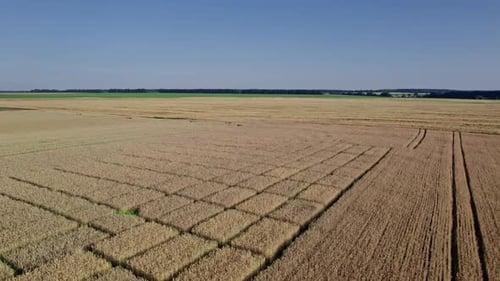 Flying Over Beautiful Natural Wheat Field
