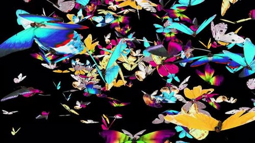 Vibrant Swarm of Butterflies Flying Loop Overlay