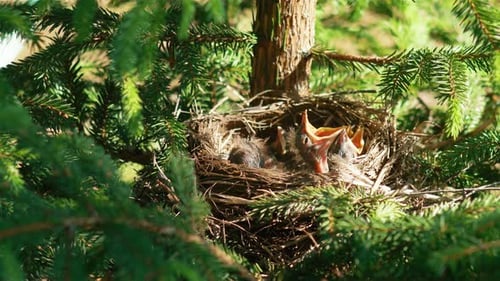 Baby Birds Awaiting Food in Nest