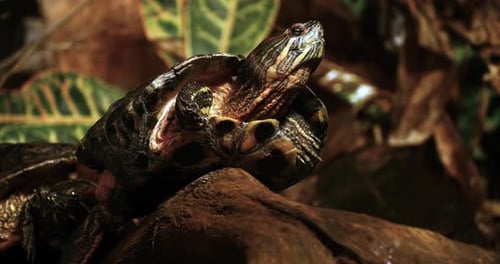 Red Eared Terrapin, trachemys scripta elegans, Real Time 4K