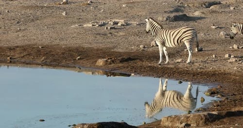 zebra reflection in Etosha Namibia wildlife safari