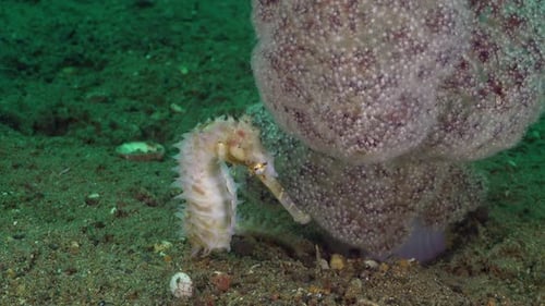 Seahorse Resting Near Coral on the Sea Floor