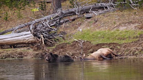 Grizzly Bear with a recently killed elk in Yellowstone National Park
