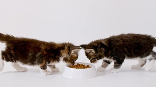 Two Kittens Eating Food from a Bowl