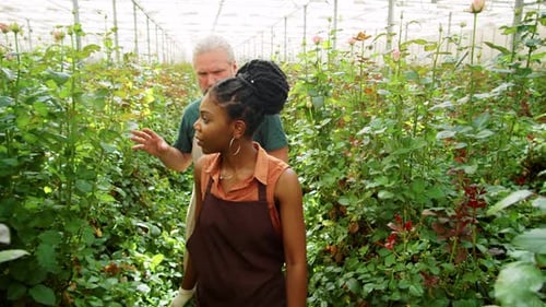Man and Woman Discuss Roses in Greenhouse