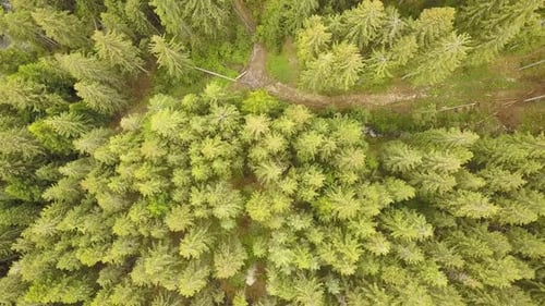 Aerial view of green pine forest with canopies of spruce trees in summer mountains.