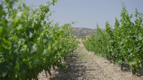 Raisin vert poussant sur une journée ensoleillée à l'extérieur avec une colline de montagne chypriote floue à l'arrière-plan