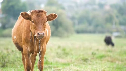 Brown milk cow grazing on green grass at farm grassland.