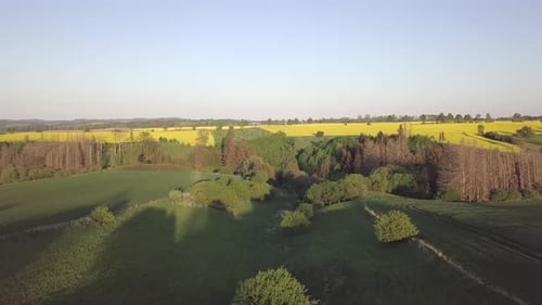 Drone flies over countryside with yellow rapeseed field.