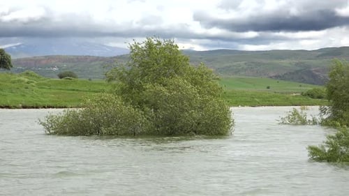 Trees and Bushes in the Middle of Lake
