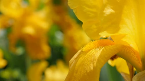Détails de la fleur jaune Iris pseudacorus dans le jardin 4K 3840X2160 Images UltraHD - Iris plant beauty