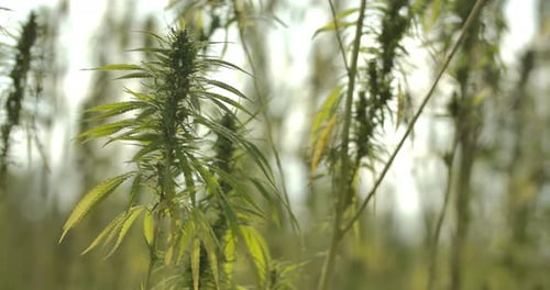 Cannabis Plants Blowing in the Wind in a Field
