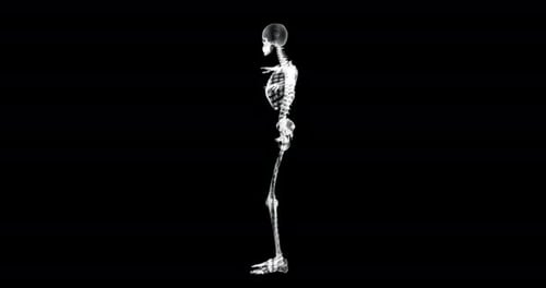 Transparent 3D Human Skeleton Rotation for Medical and Scientific Projects