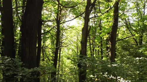 Kastanienbäume Wald