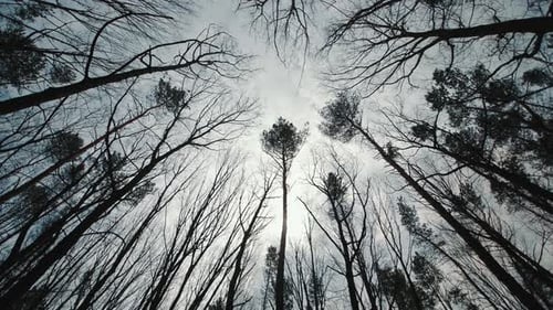 Bosque oscuro y sombrío y copas de árboles