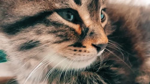 Cute Kitten with Blue Eyes Sleeps