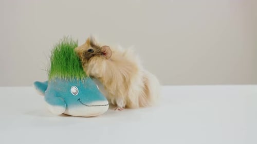 Guinea Pig Eating Grass Beside Toy