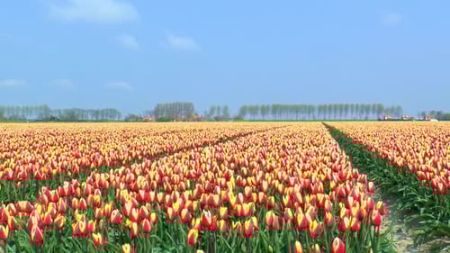 Along a field with red and yellow tulips