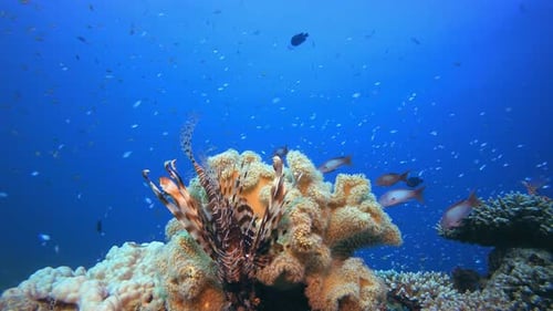 Poisson-lion sous-marin et corail mou