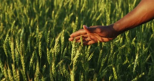 The Farmer Inspects the Harvest in the Wheat Field