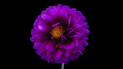 Purple Dahlia Blooming and Wilting Time Lapse