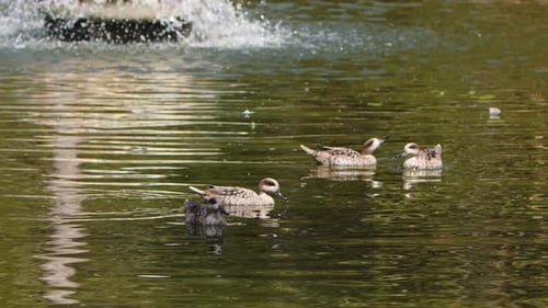 Duck In A Green Lake 2