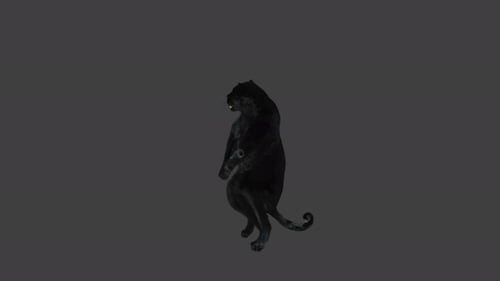 Dynamic Black Panther Animation Standing on Hind Legs