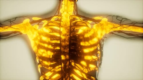 Human Skeleton Bones Scan Glowing